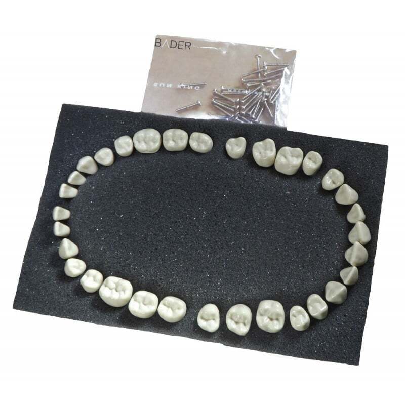 Dientes reposicion tipo ag-3 dientes bader