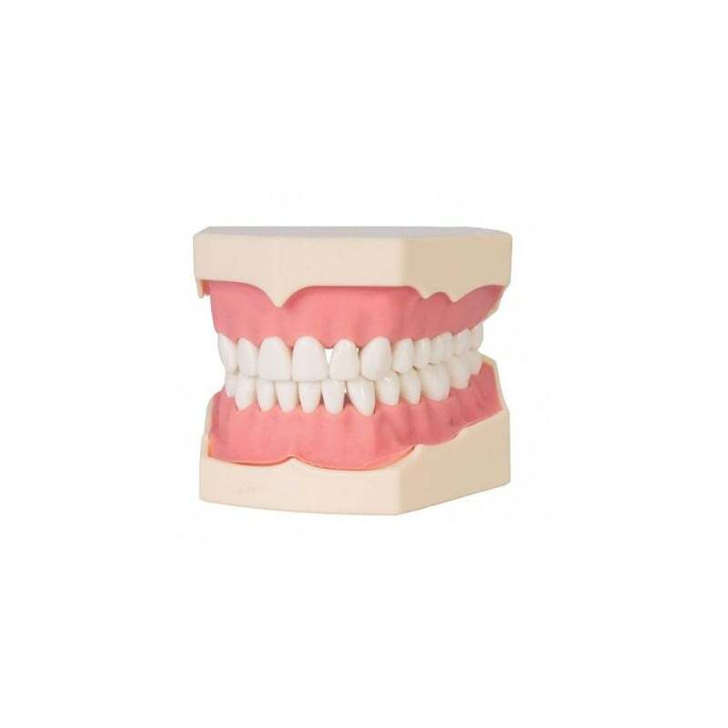 Tipodonto ag3 + destornillador estudiantes bader